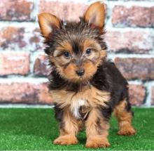 Puppies for sale yorkshire terrier - Germany, Leverkusen