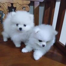 Puppies for sale pomeranian spitz - USA, Maryland