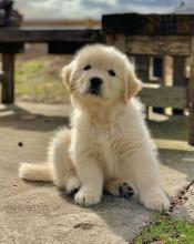 Puppies for sale golden retriever - USA, Texas, Dallas
