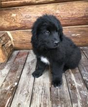 Puppies for sale newfoundland - Germany, Nuremberg. Price 11 $