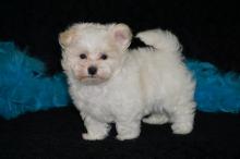 Puppies for sale maltese - Belgium, Brussels. Price 11 €