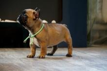 Puppies for sale french bulldog - Belgium, Brussels