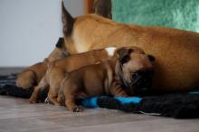 Puppies for sale french bulldog - Belgium, Brussels