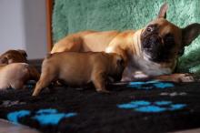 Puppies for sale french bulldog - Netherlands, Rotterdam