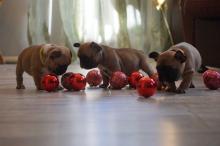 Puppies for sale french bulldog - Netherlands, Voorburg