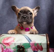 Puppies for sale french bulldog - Belgium, Brussels