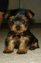 Puppies for sale yorkshire terrier - Cyprus, Nicosia. Price 12 €