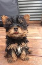 Puppies for sale yorkshire terrier - France, Paris