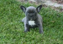 Puppies for sale french bulldog - Netherlands, Rotterdam. Price 11 €