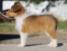 Puppies for sale sheltie (shetland sheepdog) - Germany, Oranienburg