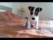 Puppies for sale jack russell terrier - Sweden, Malmo