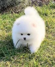 Puppies for sale pomeranian spitz, pomeranian - Estonia, Pya