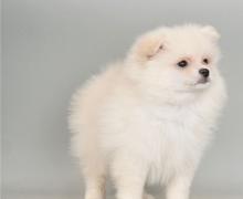 Puppies for sale , pomeranian - Netherlands, Leiden