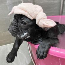 Puppies for sale french bulldog - Ireland, Dublin