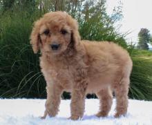 Puppies for sale poodle - Canada, British Columbia