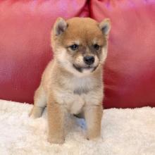 Puppies for sale , shiba inu - Ireland, Cork