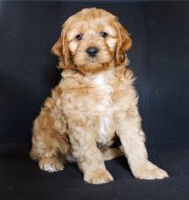 Puppies for sale , cockapoo - Greece, Larissa