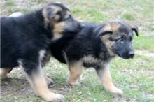 Puppies for sale german shepherd dog - Russia, Archangel