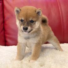 Puppies for sale , shiba inu - Hungary, Budapest