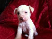 Puppies for sale other breed, chinese crested - Netherlands, Maastricht. Price 47 €