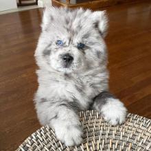 Puppies for sale chow chow - Germany, Suhl. Price 11 €
