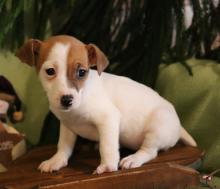 Puppies for sale jack russell terrier - Ireland, Cork. Price 11 €