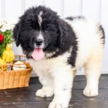 Puppies for sale newfoundland - Germany, Gelsenkirchen