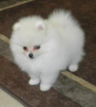 Puppies for sale pomeranian spitz - United Kingdom, Esek