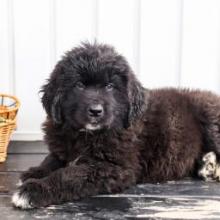 Puppies for sale newfoundland - Germany, Saarbruecken