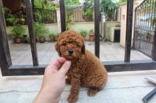Puppies for sale toy-poodle - Greece, Larissa