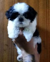 Puppies for sale shih tzu - Ireland, Dublin