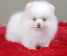 Puppies for sale pomeranian spitz - Sweden, Stockholm. Price 10 €