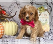 Puppies for sale other breed, cavapoo - Ireland, Dublin