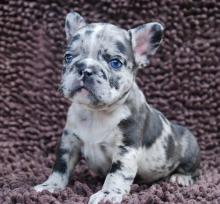 Puppies for sale french bulldog - Finland, Helsinki. Price 10 €