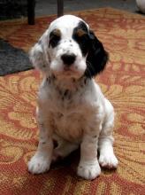 Puppies for sale english setter - Finland, Helsinki. Price 10 €