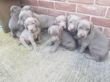 Puppies for sale weimaraner - Finland, Helsinki. Price 10 €