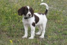 Puppies for sale english springer spaniel - France, Paris. Price 10 €