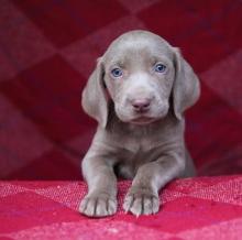 Puppies for sale weimaraner - France, Paris. Price 11 €