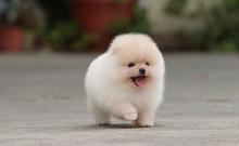 Puppies for sale pomeranian spitz - Netherlands, Amsterdam. Price 10 €