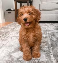 Puppies for sale , cockapoo - Ireland, Dublin