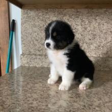 Puppies for sale australian shepherd - Ireland, Dublin