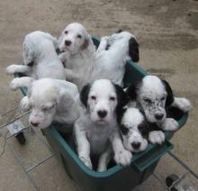 Puppies for sale english setter - France, Paris