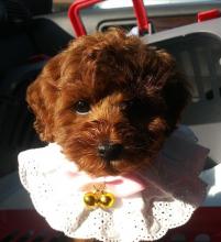 Puppies for sale toy-poodle - Greece, Athens. Price 10 €