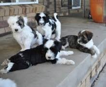 Puppies for sale tibetan terrier - Ireland, Dublin. Price ...