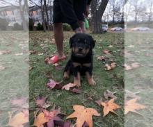 Puppies for sale rottweiler - Ireland, Dublin