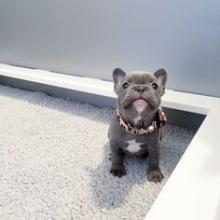 Puppies for sale french bulldog - Ireland, Dublin