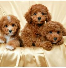 Puppies for sale , maltipoo - Belarus, Minsk. Price 11 €