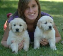 Puppies for sale golden retriever - Belarus, Minsk