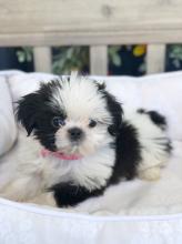 Puppies for sale shih tzu - Austria, Vienna. Price 10 €