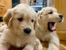 Puppies for sale golden retriever - Portugal, Lisbon